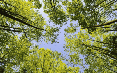 Journée Nationale de l&rsquo;environnement