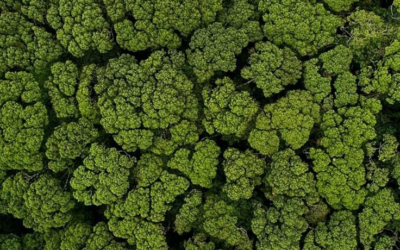 La Journée internationale de l’énergie propre